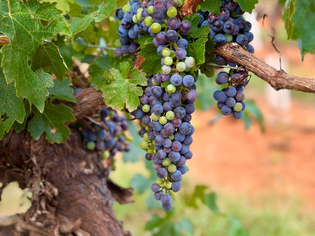 Callaghan Vineyards-Elgin必去景点