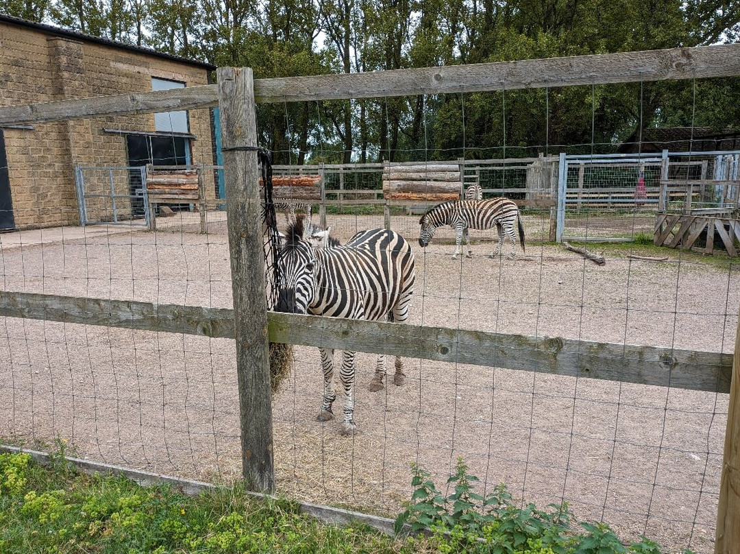 Twycross Zoo景点图片