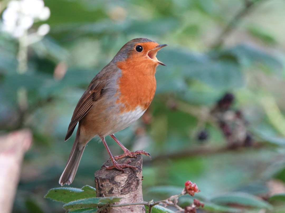 Alverstone Mead Nature Reserve-桑当必去景点