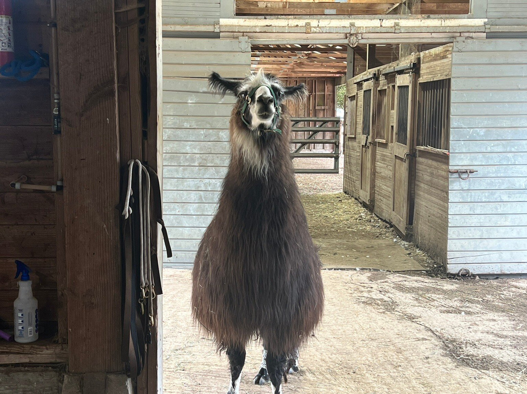 Topstall Farm景点图片