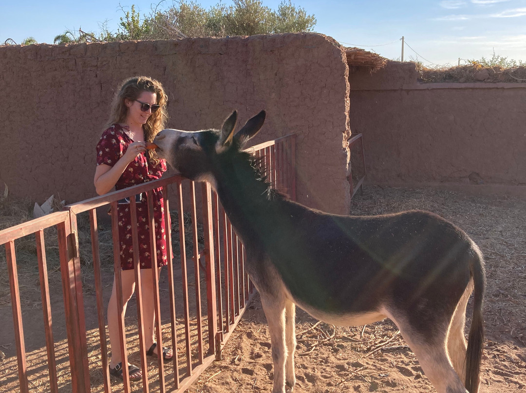 Maidan El Arsa主图