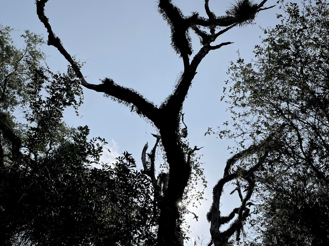 Tree Tops Park景点图片