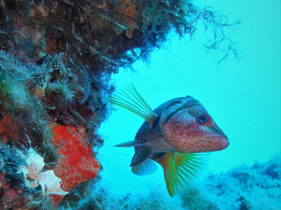 Diving In Elba Portoferraio景点图片