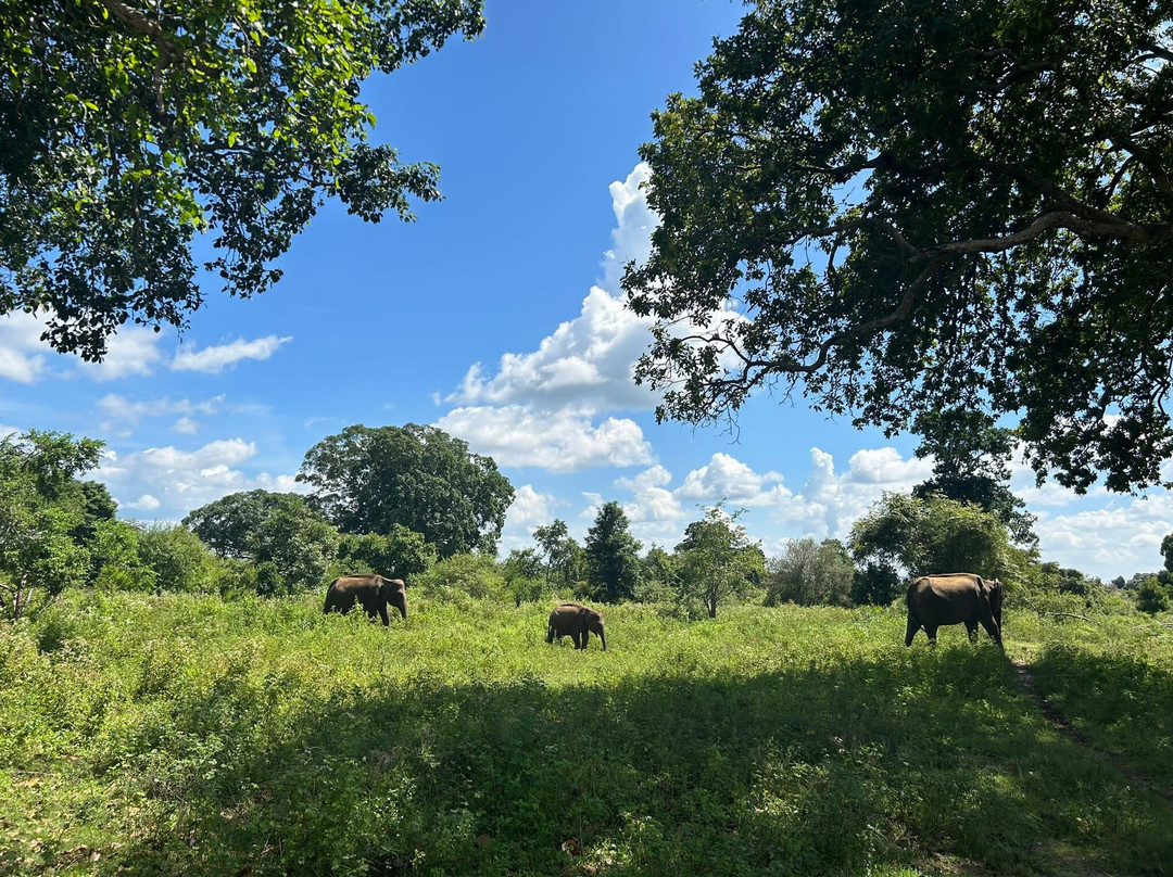Udawalawe National Park Safari-乌达瓦拉瓦必去景点