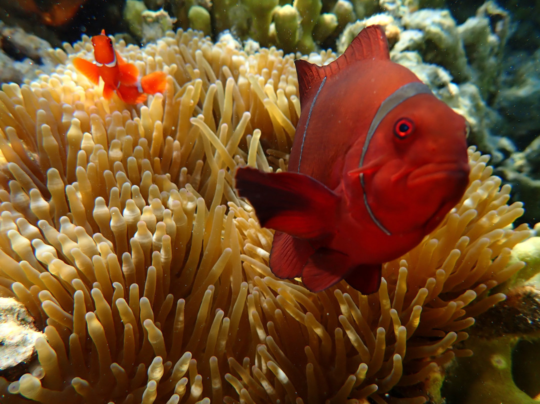 Snorkeling Menjangan Island景点图片