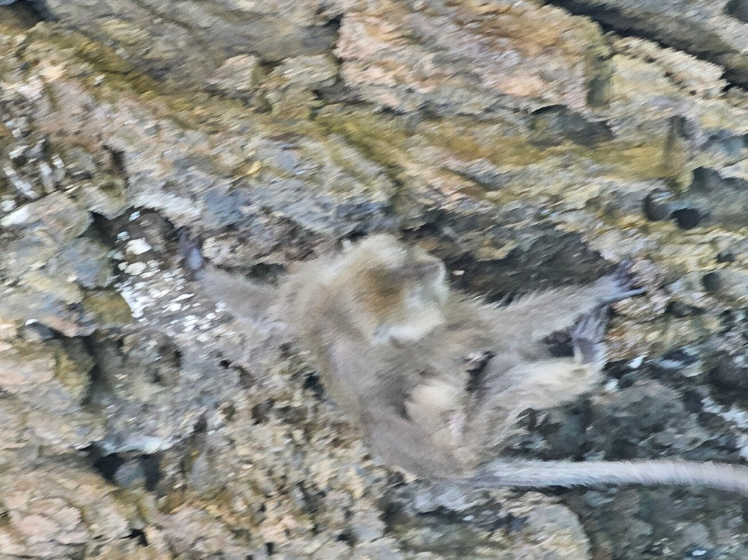 Excursion Phuket-普吉镇必去景点