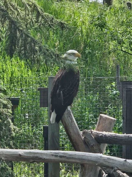 ZooMontana-比灵斯必去景点