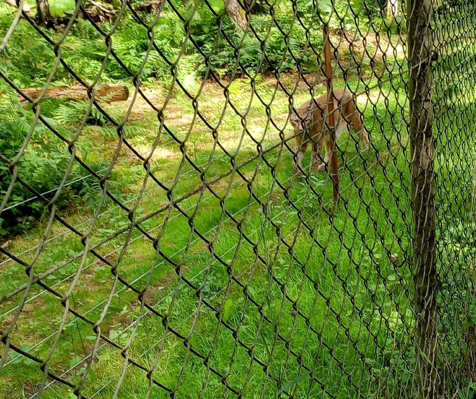 Wildpark Alte Fasanerie Klein-Auheim景点图片