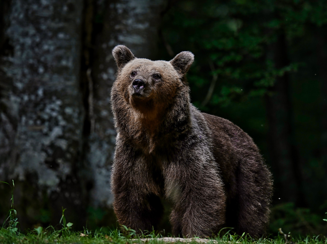 Slovenian Bears景点图片
