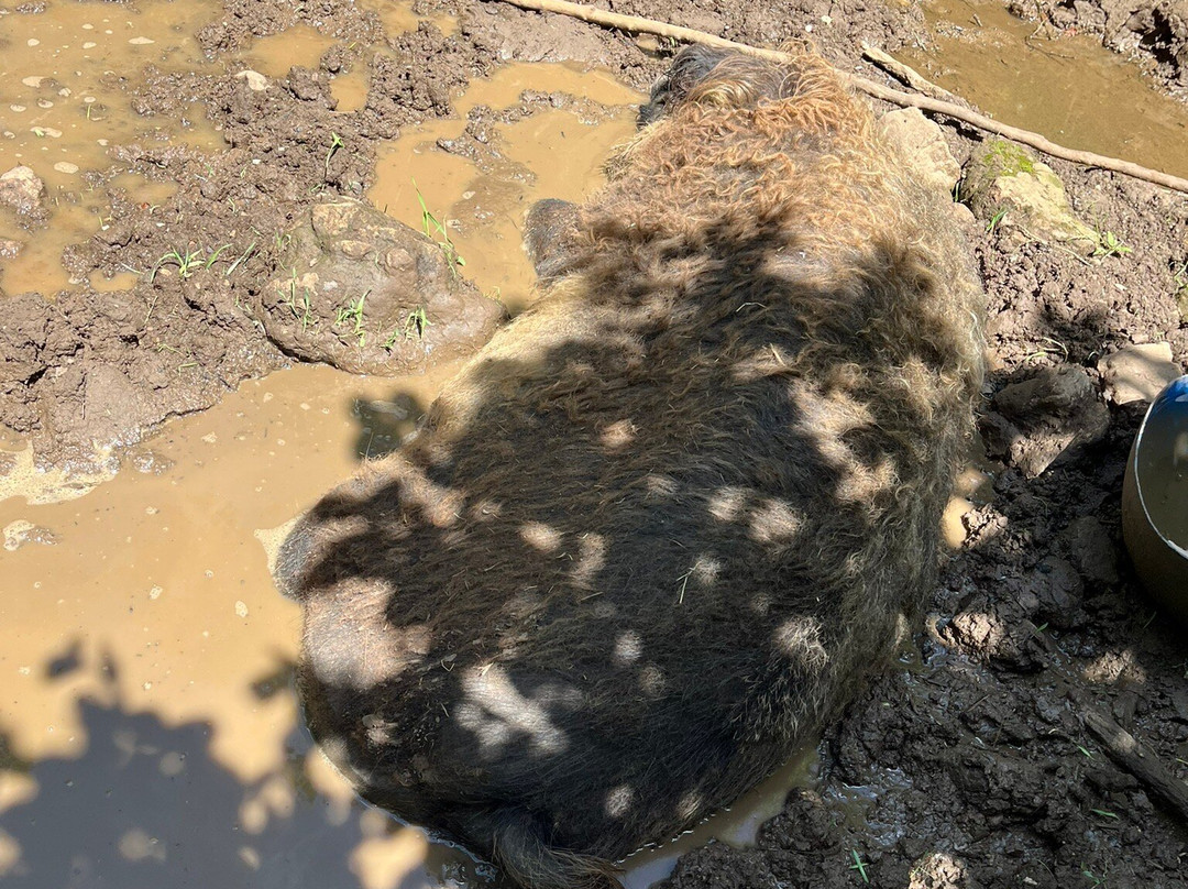 Parc le Theil-Le Caylar必去景点