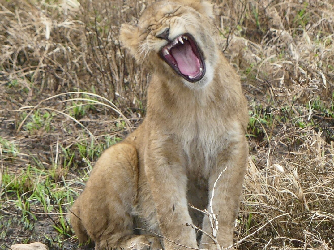 Sopai Safaris-阿鲁沙必去景点