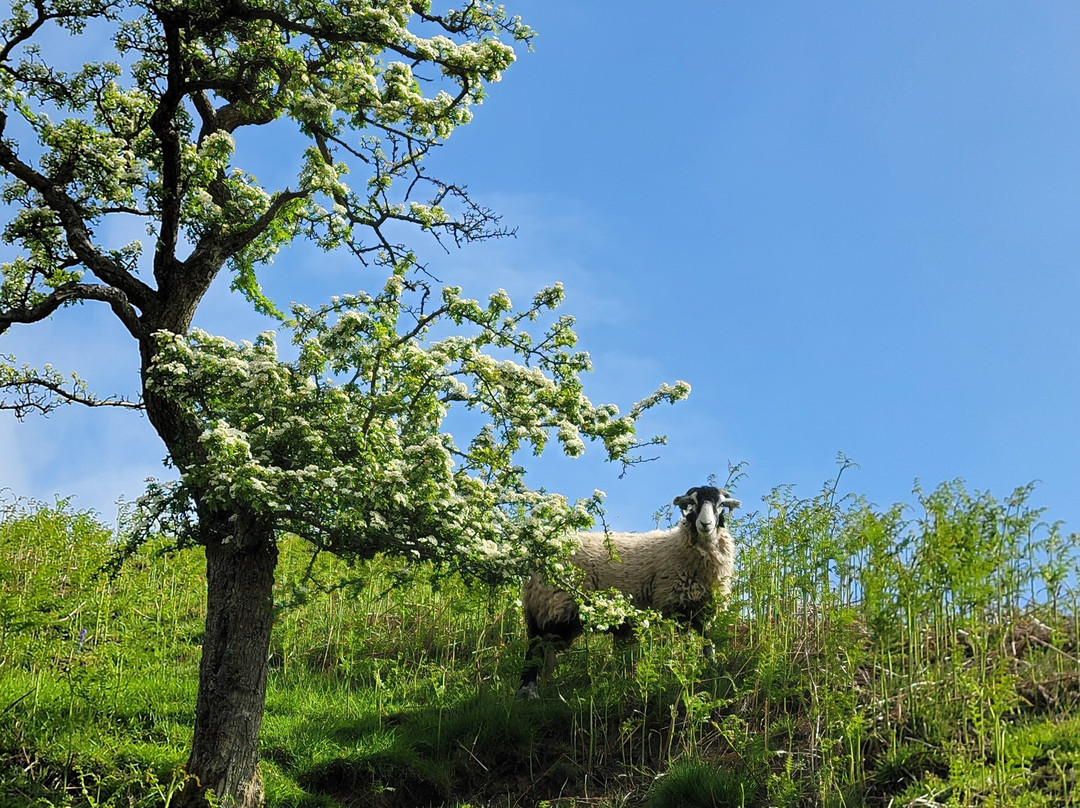 Butt House Keld Bed & Breakfast主图