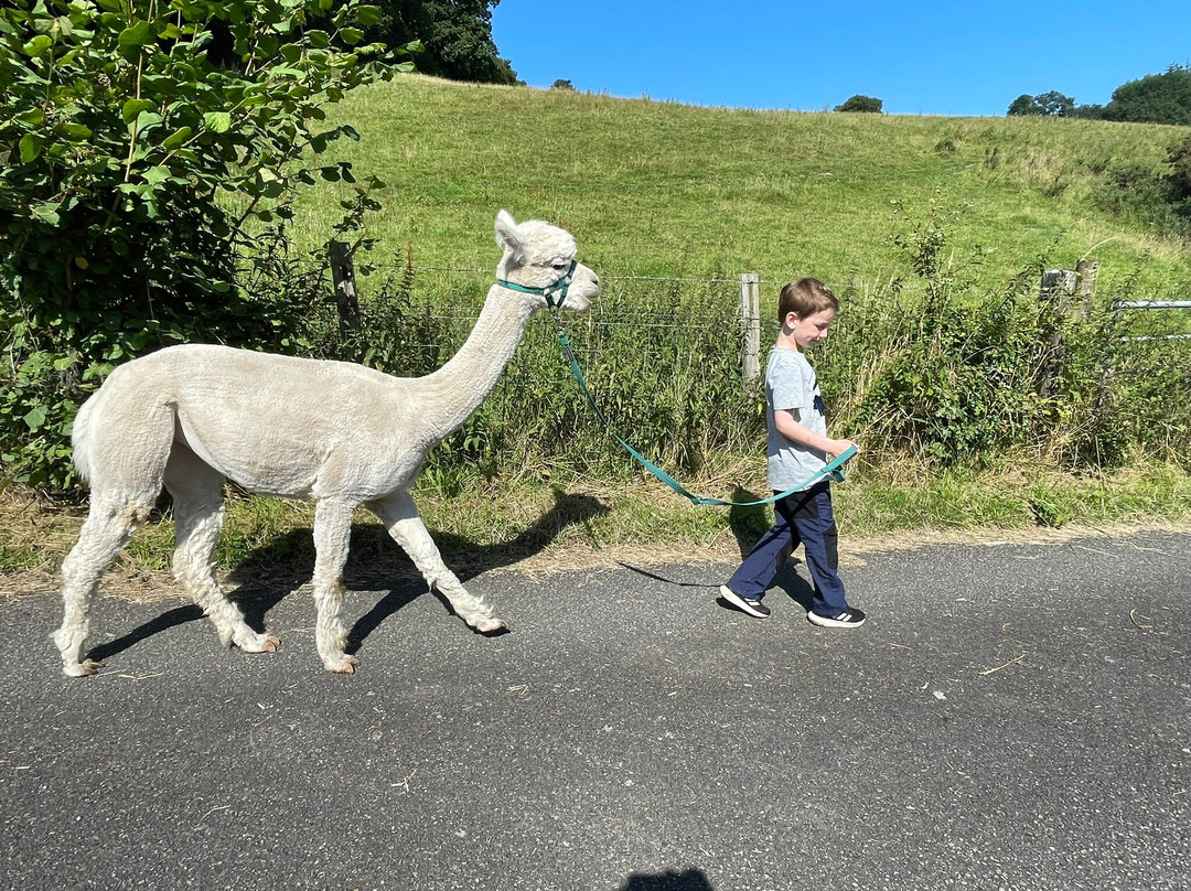 Greatrock Farm Alpaca Walks景点图片