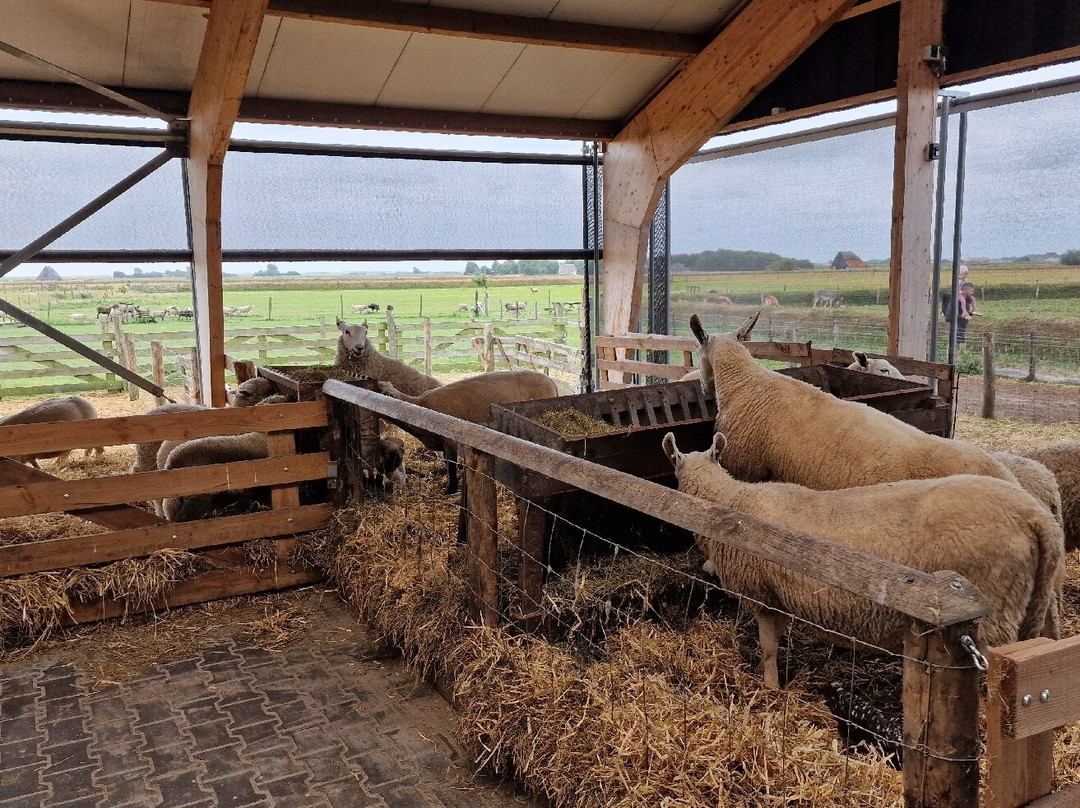 Schapenboerderij Texel-特塞尔必去景点