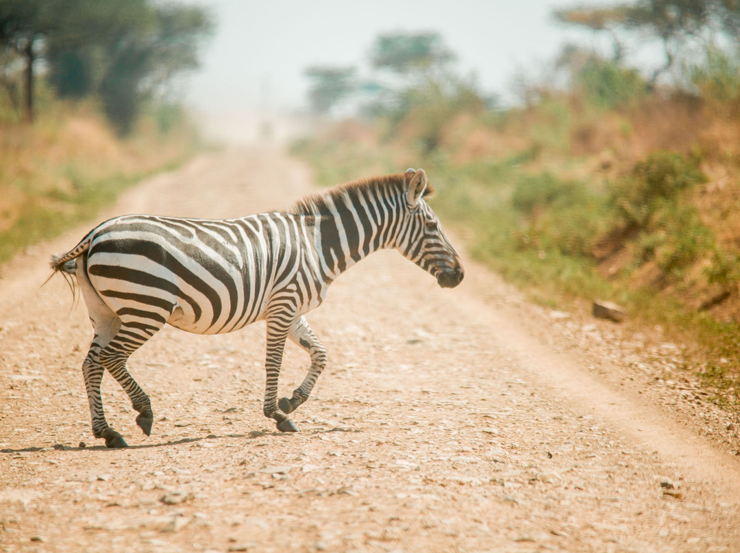 Serengeti Migration Marathon & Anti-Poaching Run-Mugumu必去景点