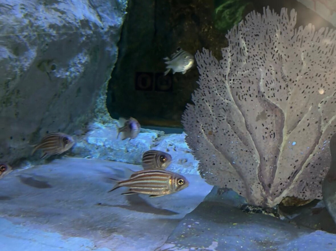 Underwater World Pattaya-Nong Prue必去景点