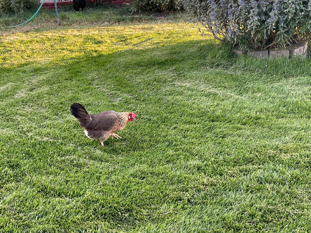 Dreamcatcher Bed and Breakfast主图