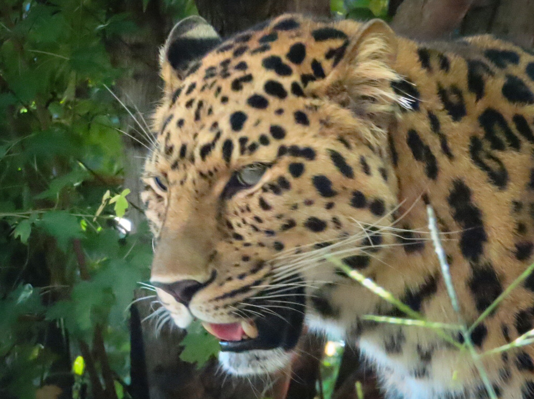 Zoo de Granby-Granby必去景点