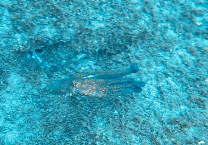 Azzurro - Dive Academy | Azores-Rabo de Peixe必去景点