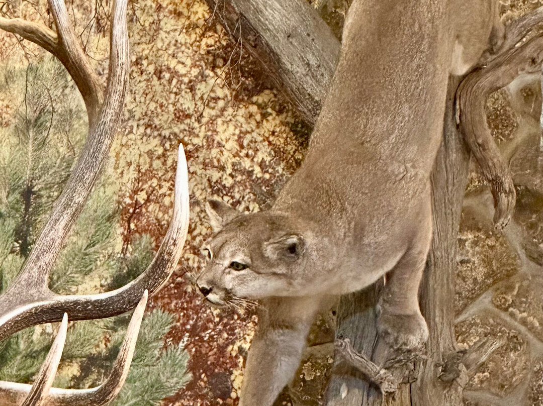 Comfort Inn & Suites Mt. Rushmore主图