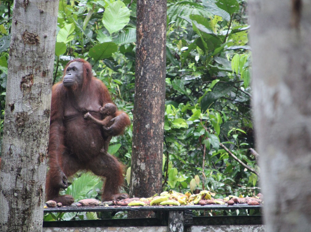 Wahyu Tanjung Puting Tour and Trip-Pangkalan Bun必去景点