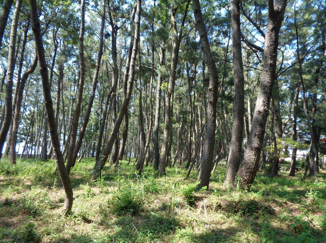 Enjugahama-美滨町必去景点