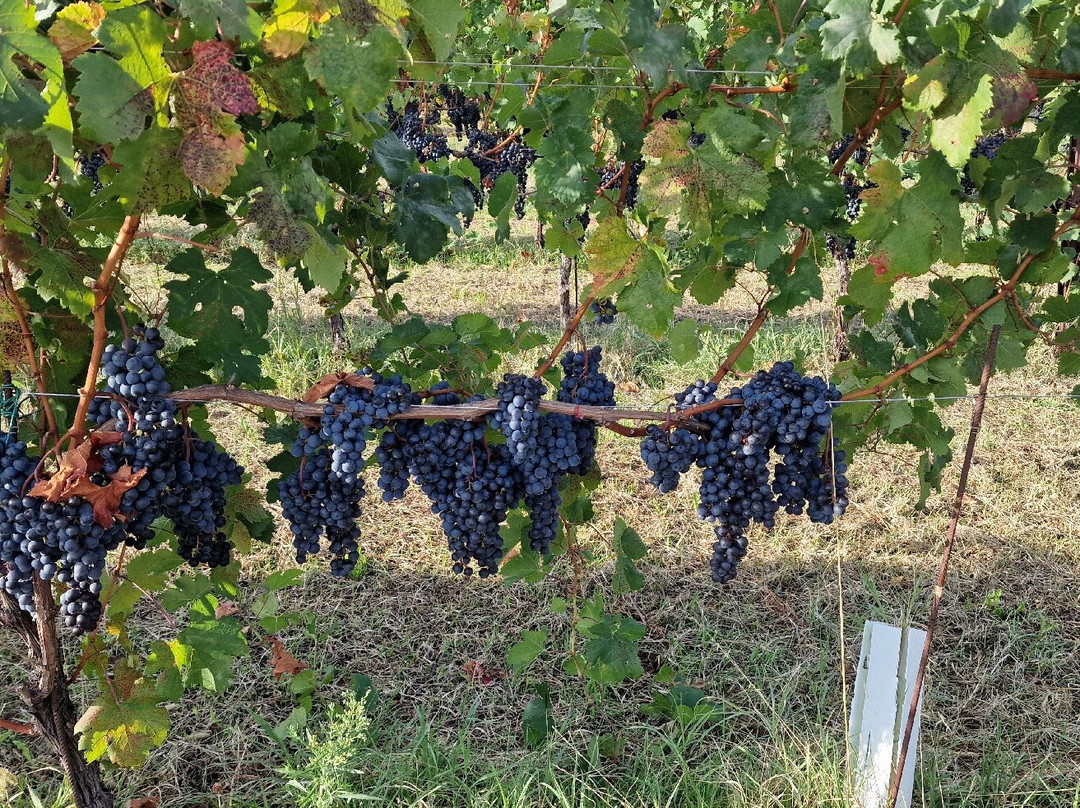 Azienda Agricola La Guarda景点图片