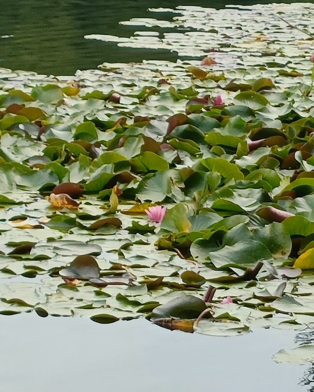 Lago Piccolo Laghi di Monticolo景点图片