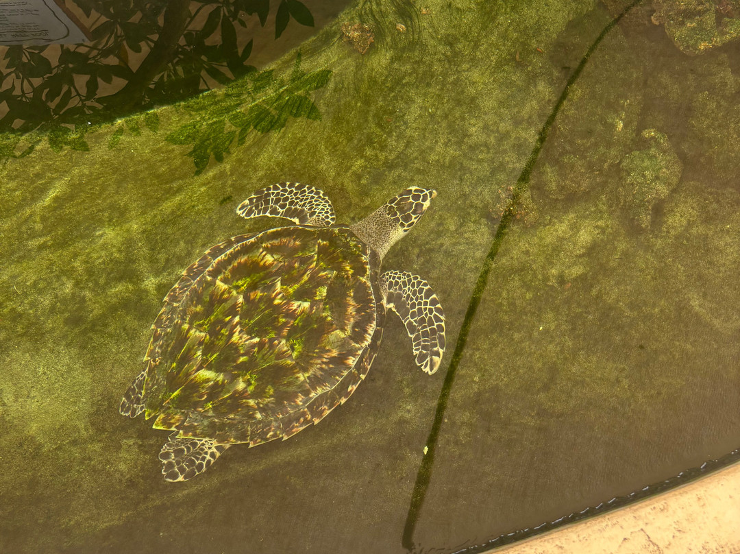 Kula Wild Adventure Park-辛加东卡必去景点