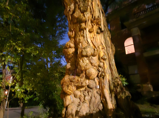 The Witches' Tree-路易斯维尔必去景点