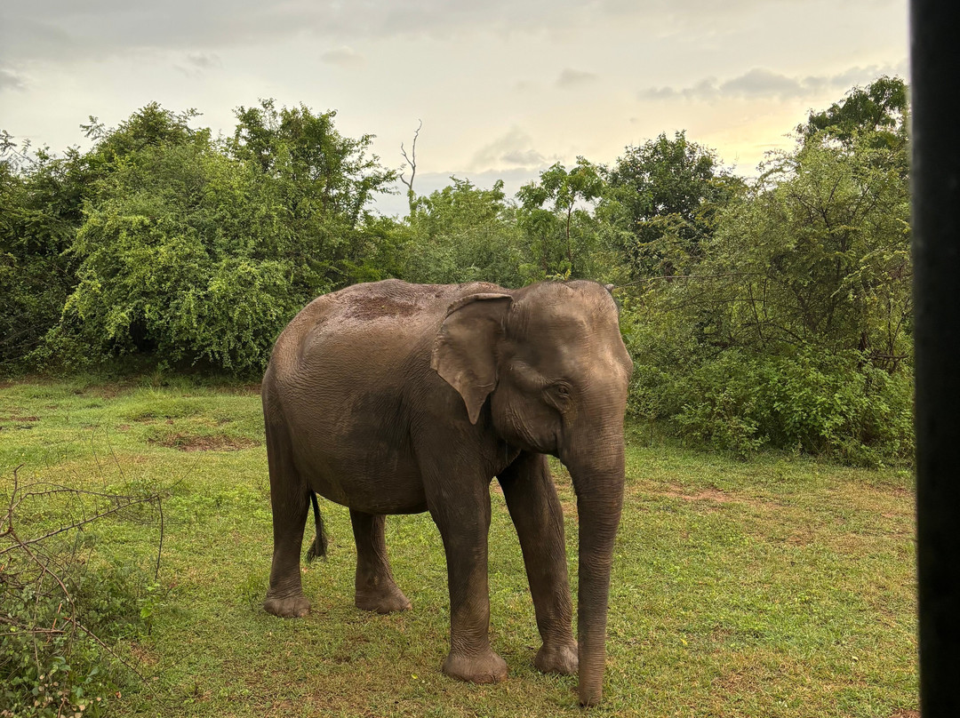 Yala Safari - Group Safari - Private Safari Tours by WanderLuxe-蒂瑟默哈拉默必去景点