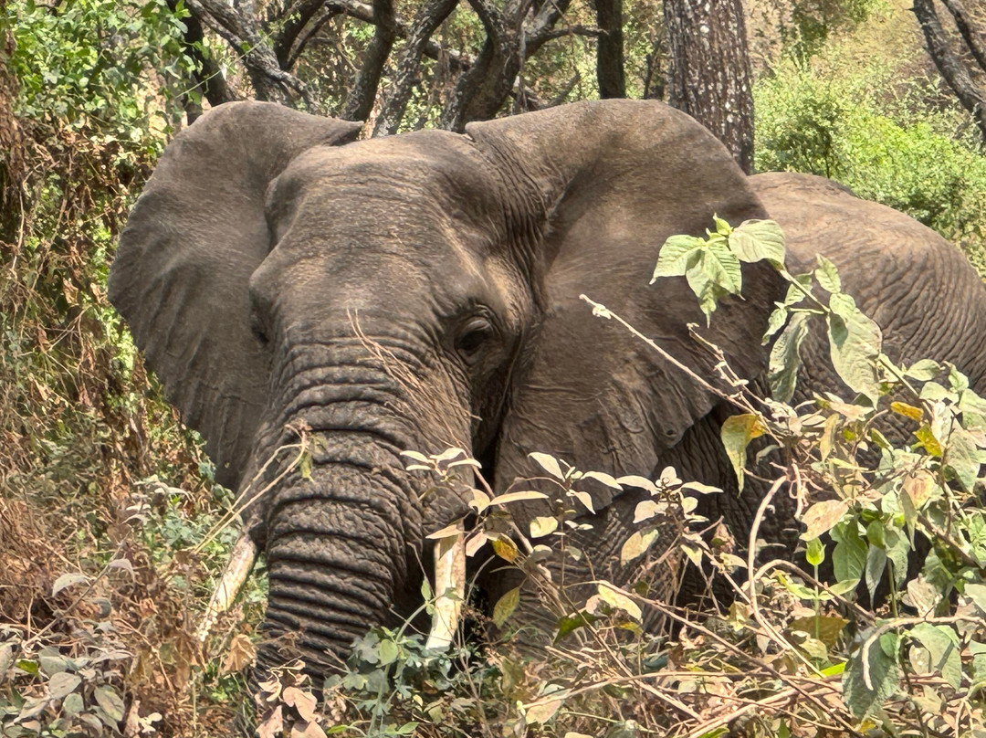 Explorian Safaris-莫西必去景点