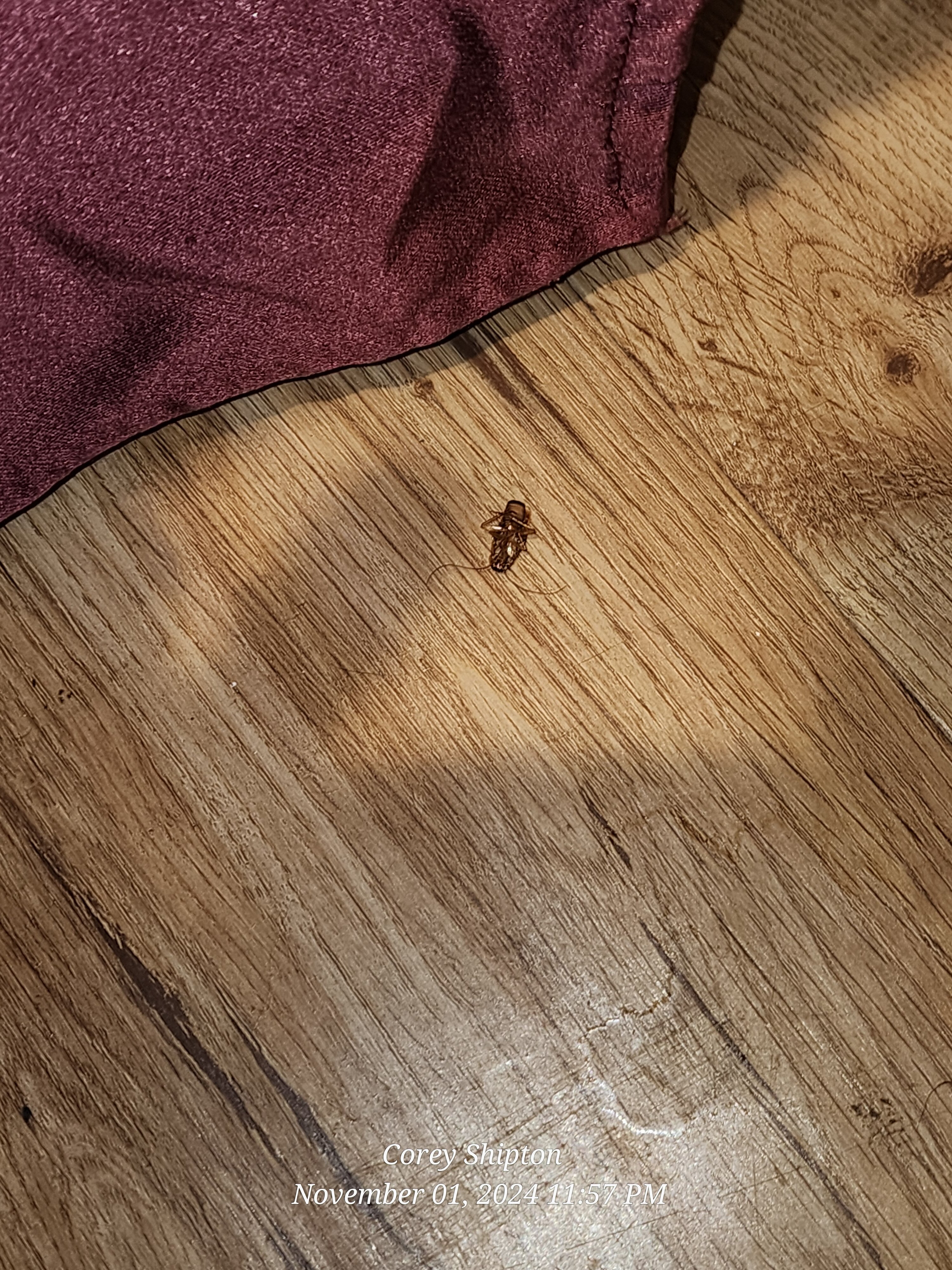 Americas Best Value Inn Corona-官方