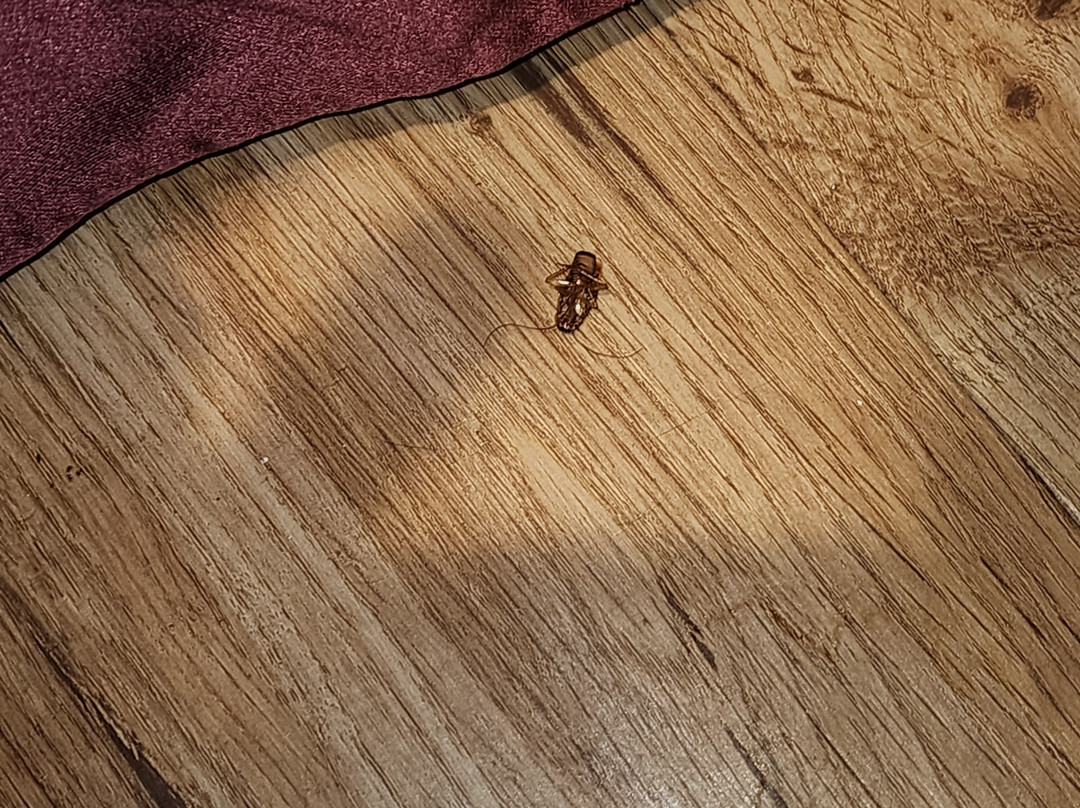 Americas Best Value Inn Corona主图