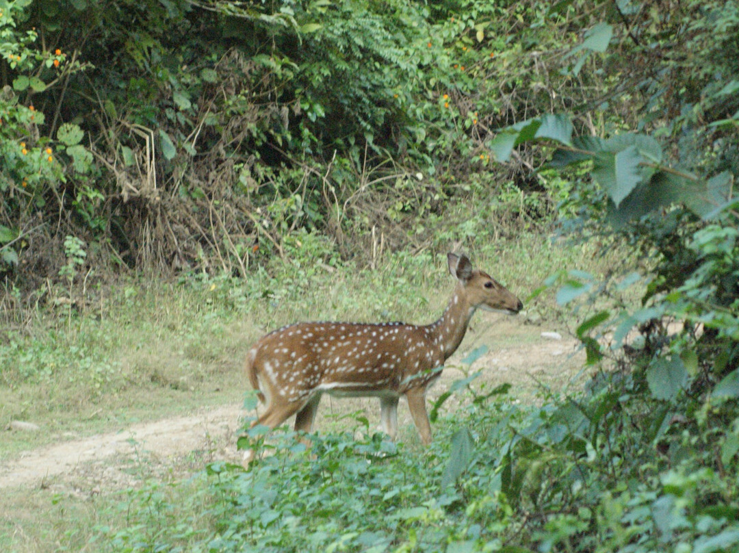 Jim Corbett Tiger Reserve