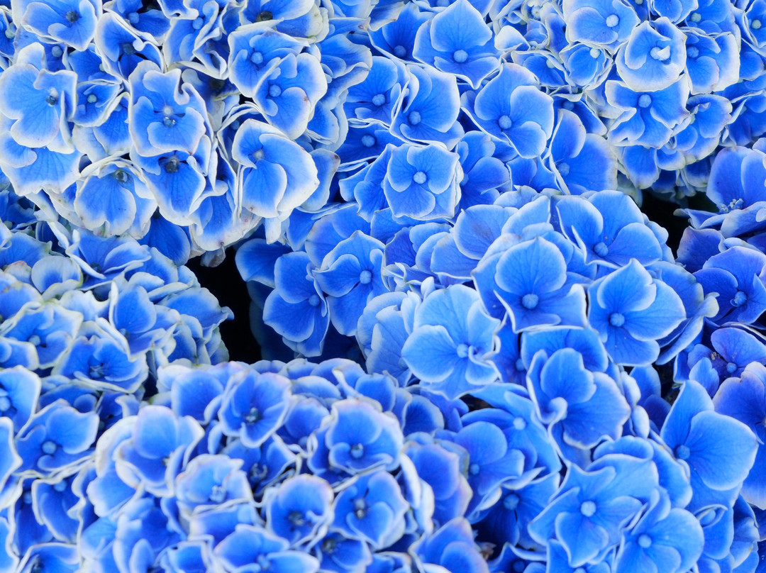 Hydrangeas Village Katahara Onsen-蒲郡港必去景点