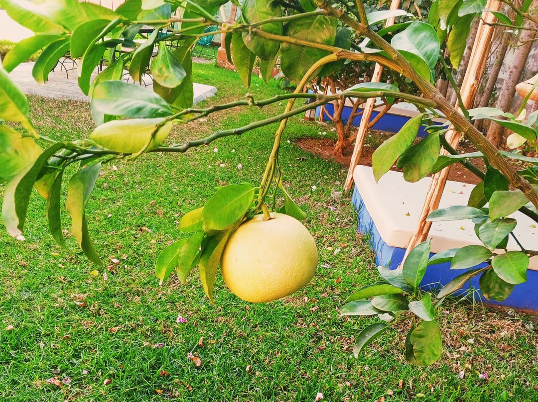 Tiguemine Sarah主图