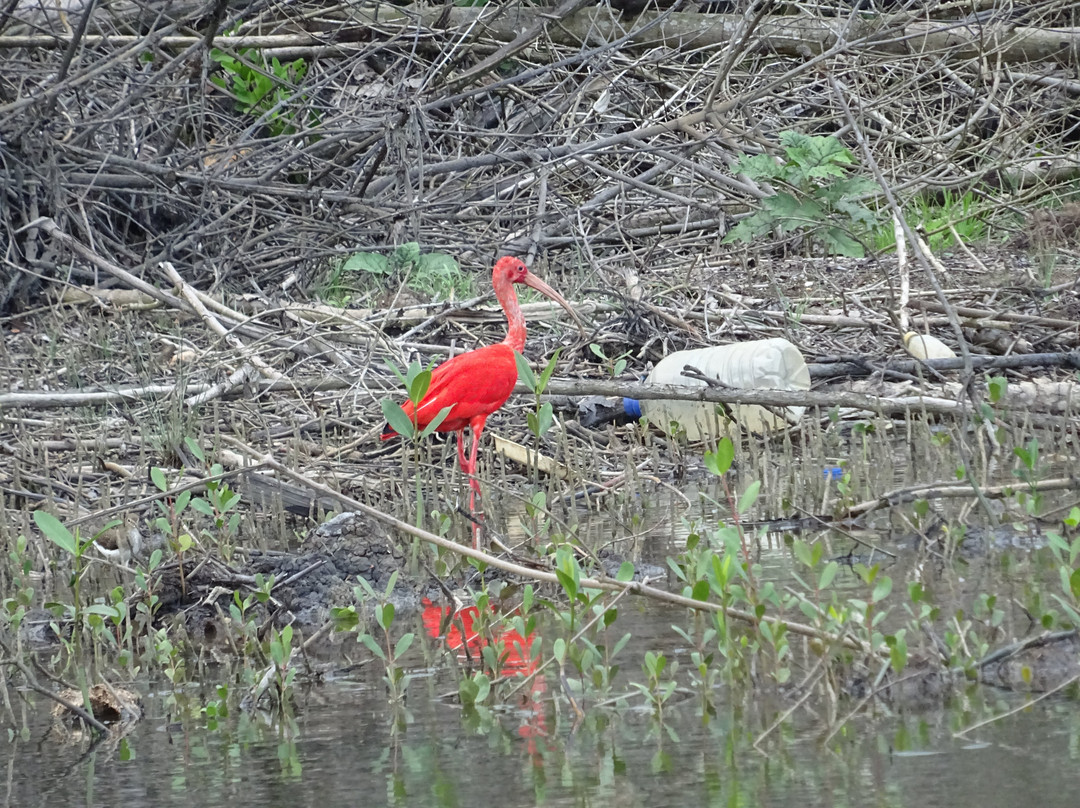 Caroni Bird Sanctuary-Caroni必去景点