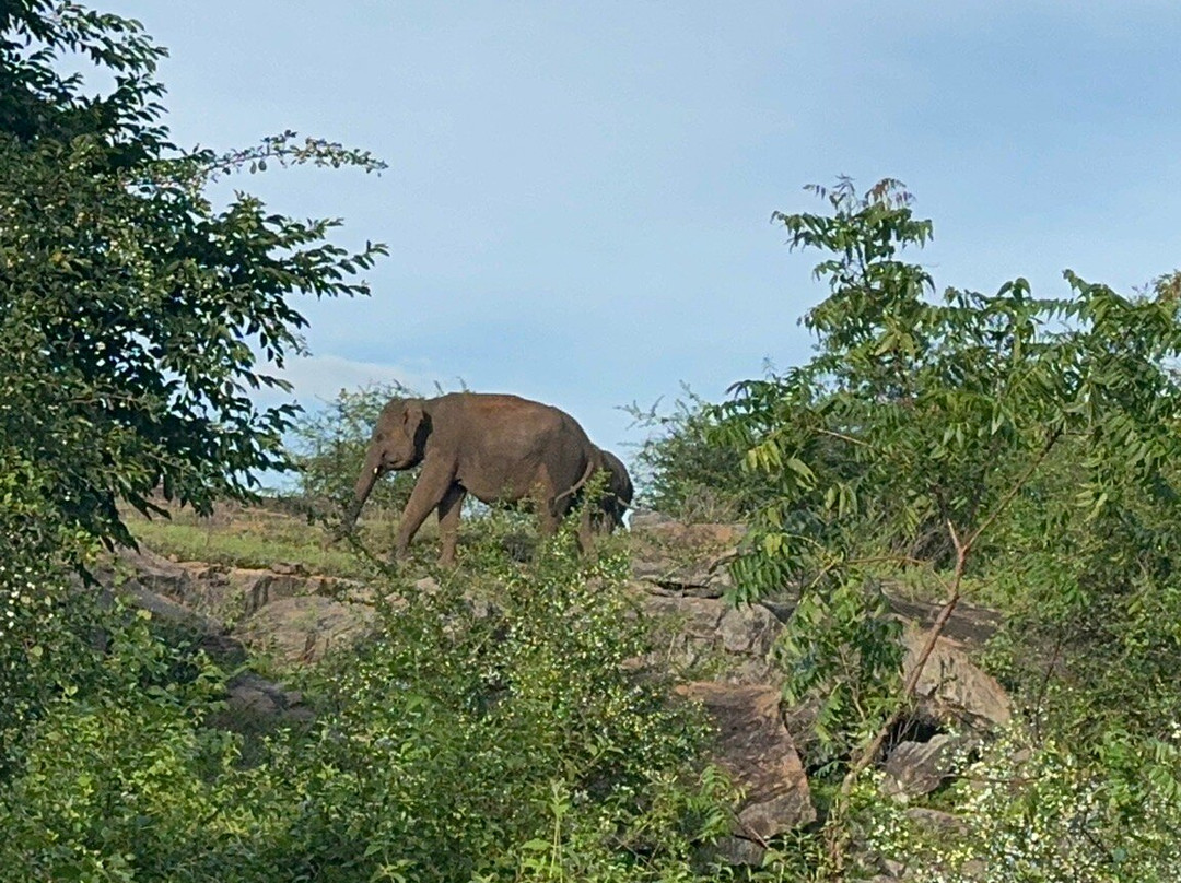 Udawalawa Safari Sri Lanka-Kirillawala必去景点