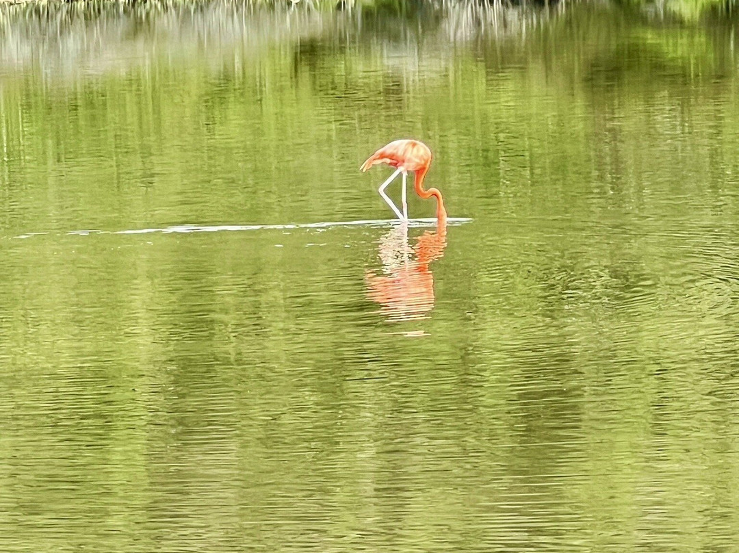 Gotomeer-博奈尔岛必去景点