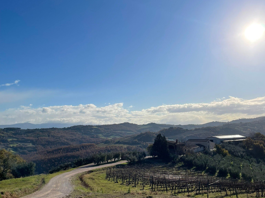 Fattoria di Monticello Cantina-San Venanzo必去景点