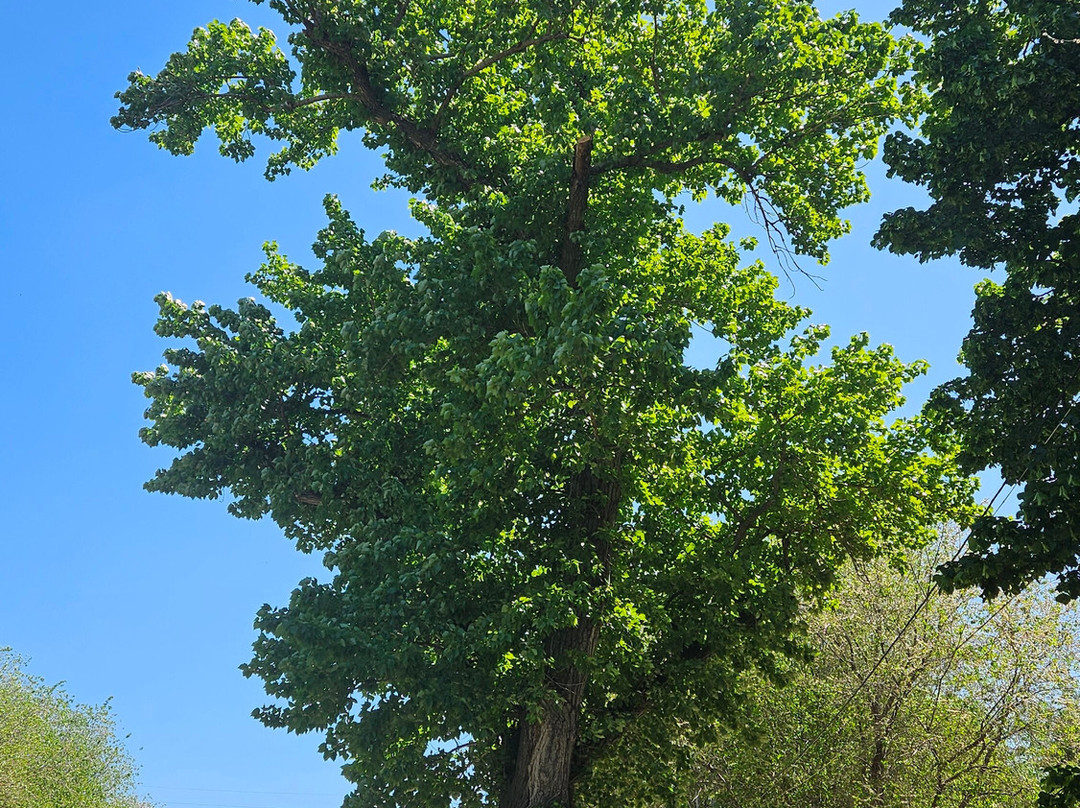 Poplar on the Square of Fallen Fighters-伏尔加格勒必去景点
