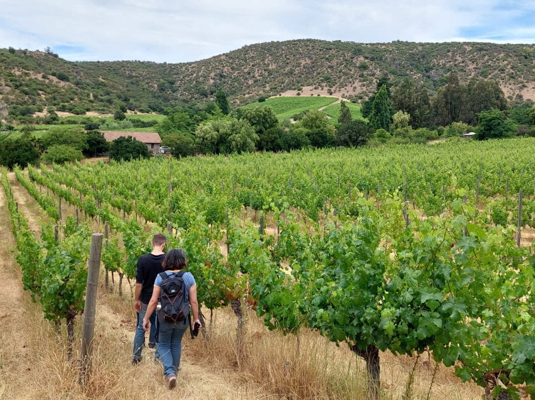 Clos de Luz-Pichidegua必去景点