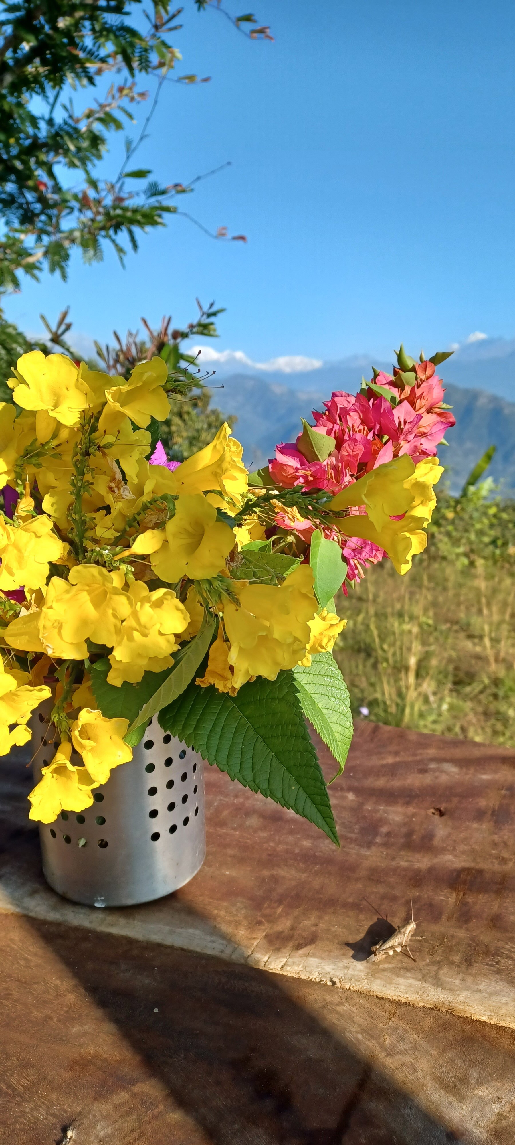 Riepe Village-官方