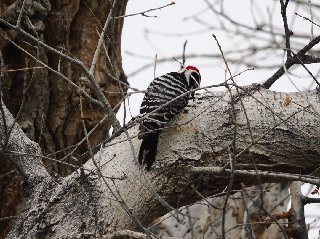 Big Morongo Canyon Preserve景点图片