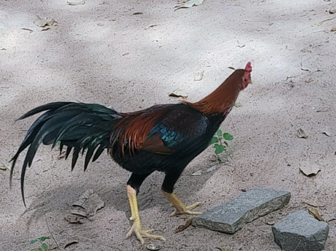 Art of Bicycle Trips-金边必去景点