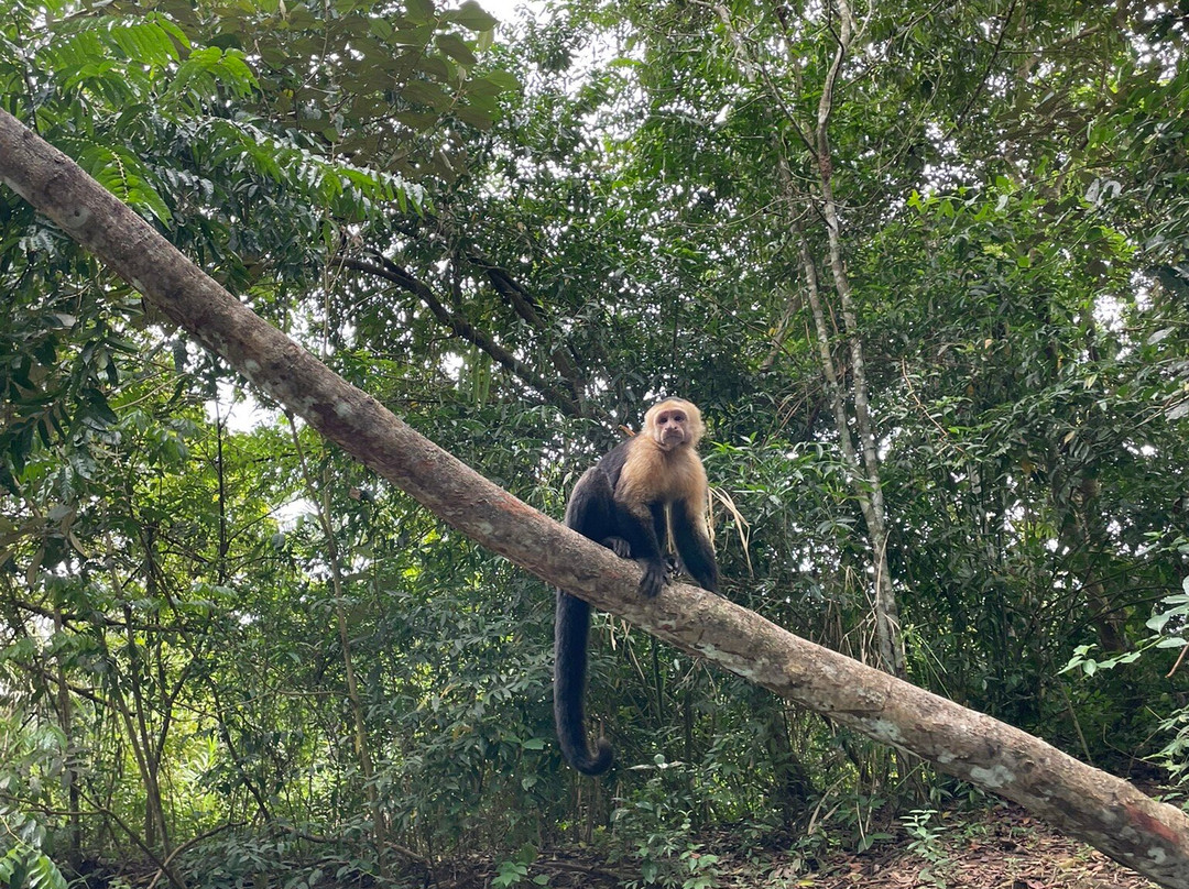 Monkey Mangrove Tour景点图片