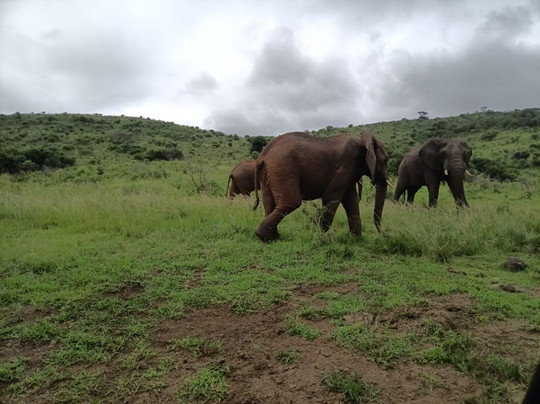 Budget Safaris Durban-德班必去景点