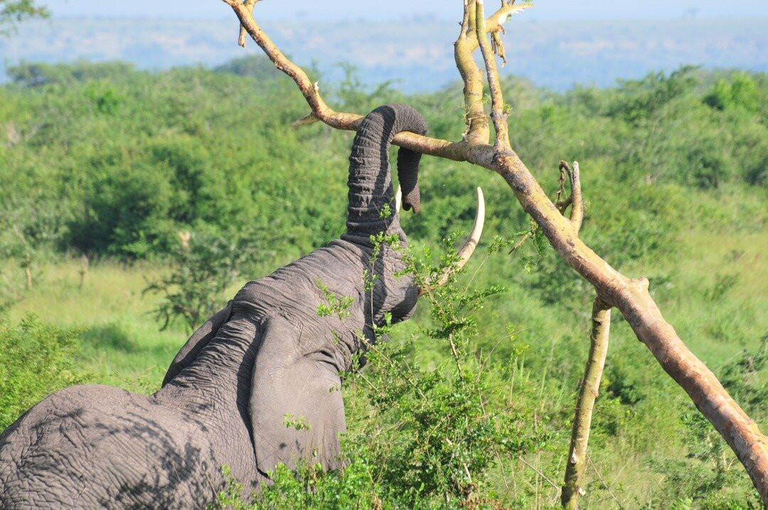 Cymo African Safaris, Uganda-恩德培必去景点