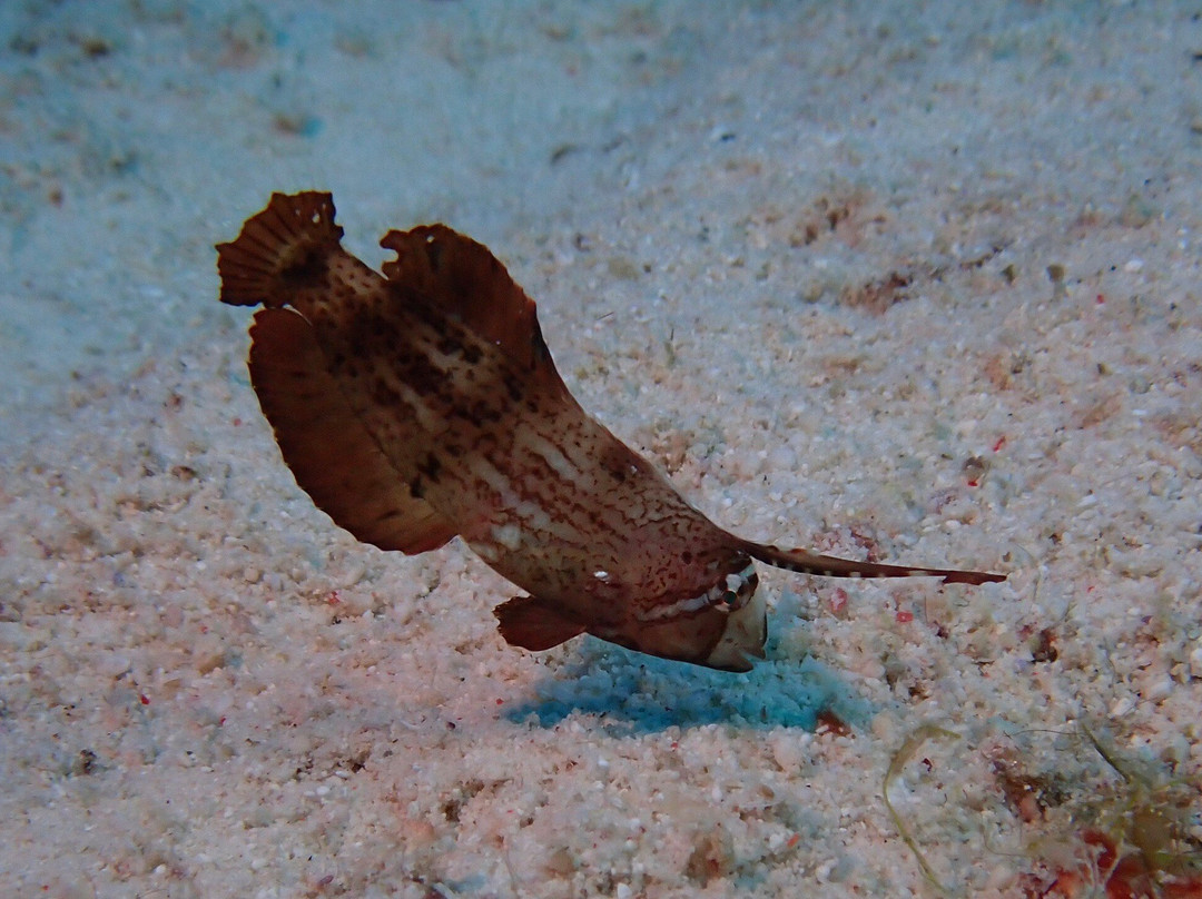 Sea Explorers Malapascua景点图片